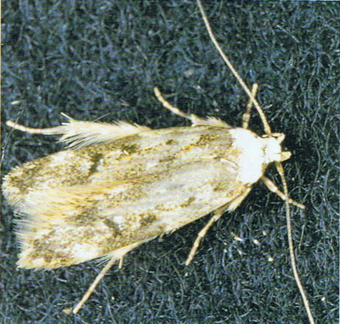 White Shouldered House Moth