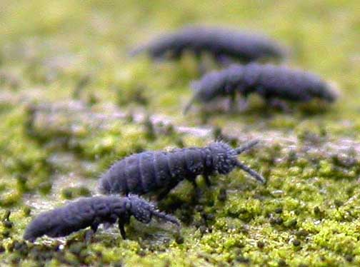 Springtail