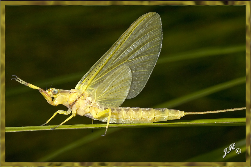 Mayfly
