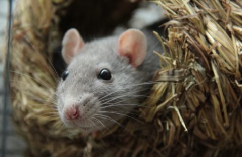 Facts about Rats you might not know