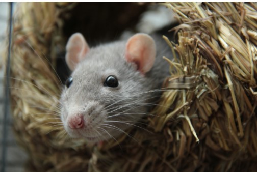 facts about rats