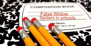 false widows in schools