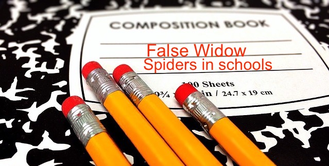 false widows in schools