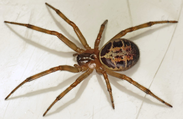 false widow spider