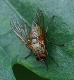 Lesser House Fly