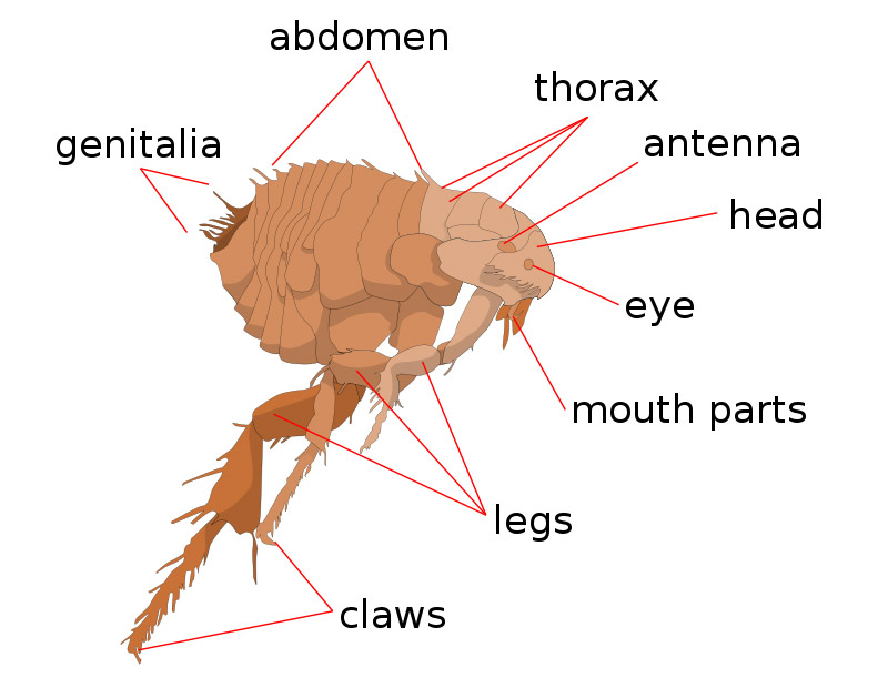 flea anatomy