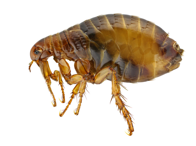 flea image