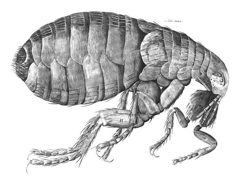 Flea Infestation Explosions