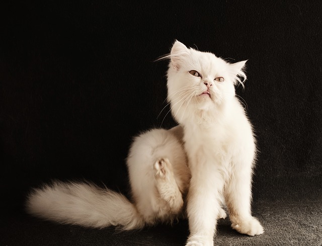 fleas cause pet problems