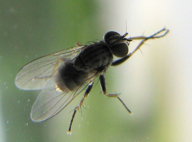 fly prevention and control