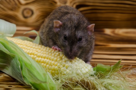 food that attracts the pest