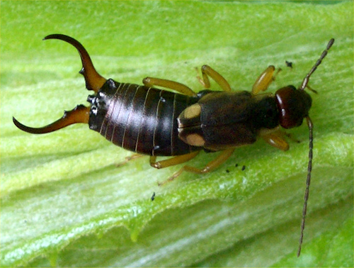 Earwig