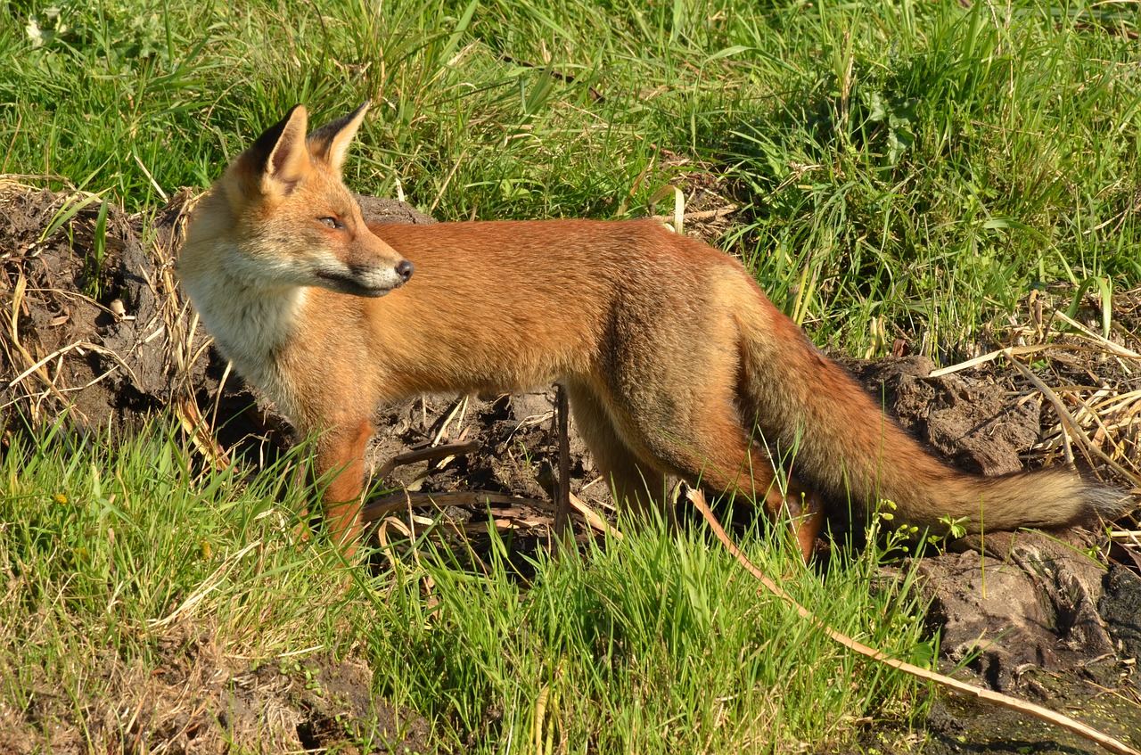 london fox population problem