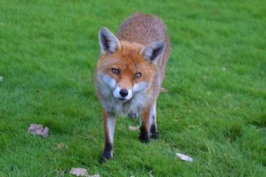 fox in a london garden