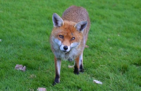 How To Stop Foxes Digging In Your Garden