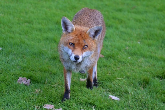 fox in a london garden