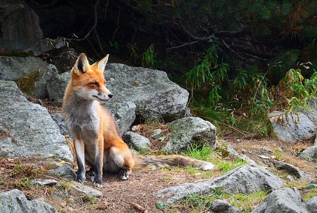 fox in garden