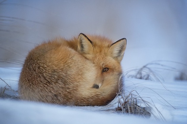 fox pest in winter