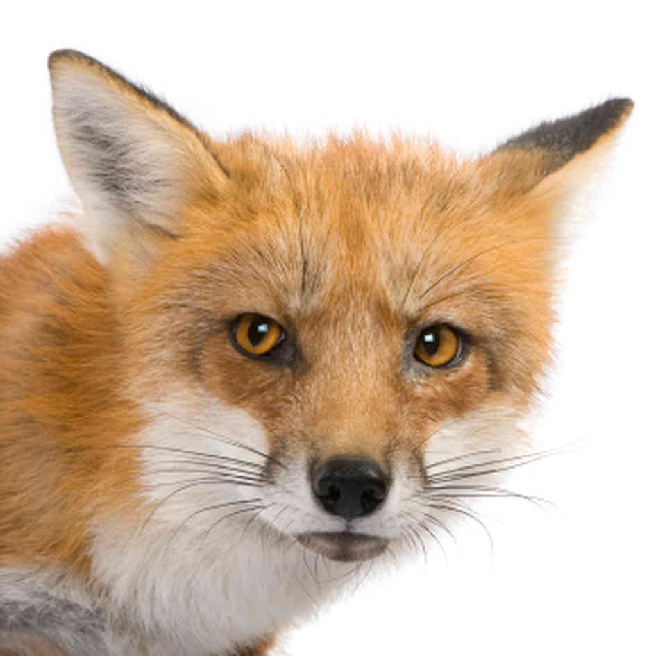 How to deter foxes