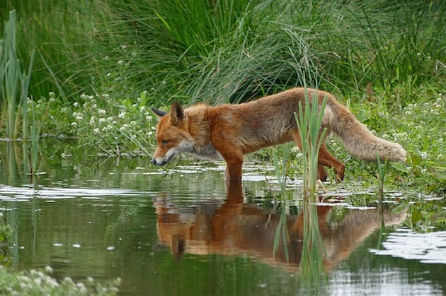 foxes need a water source