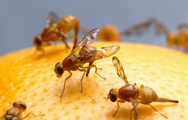 fruit fly pests on pumpkin