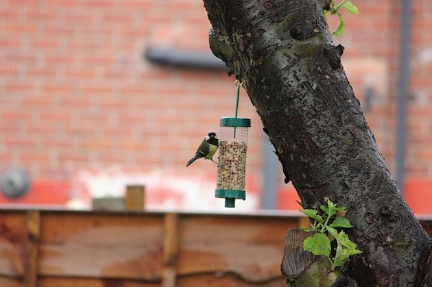 garden bird feeder