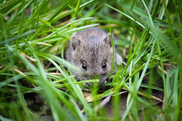 garden pest