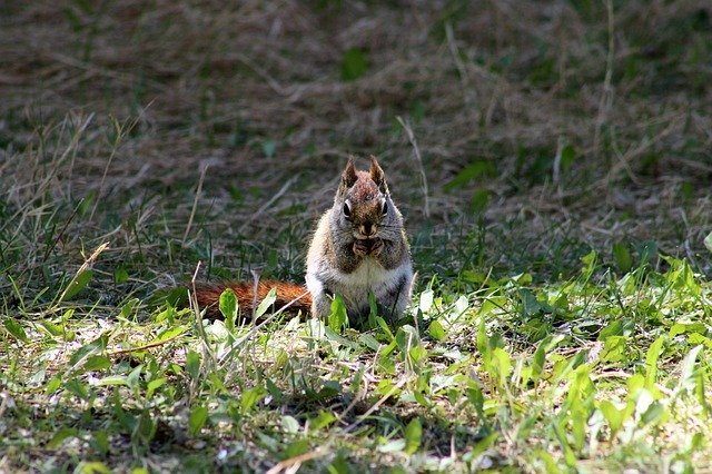 Overgrowth Hides Garden Rodents