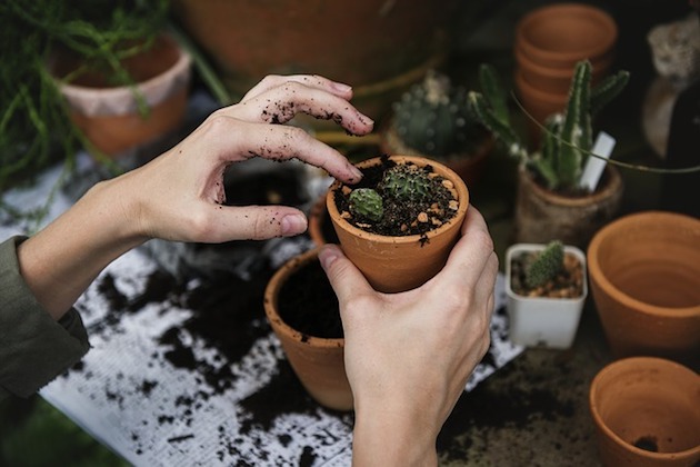 clean up garden