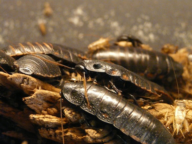 Why Cockroaches Just Love Your Cooking