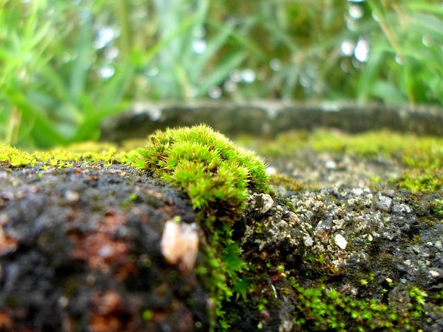 a damp pile of wood