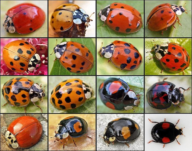 harlequin ladybird variations