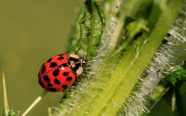 harlequin ladybird uk