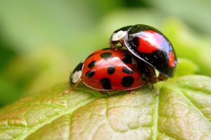 harlequin ladybirds mating