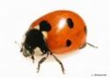 Asian Lady Beetle