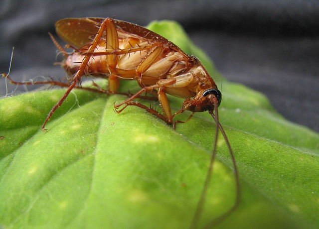 health problems caused by cockroaches