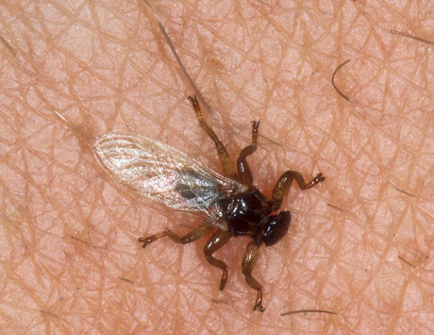 Louse Fly
