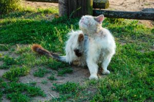 london cat with fleas