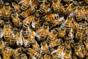 wasps nests are a danger in london