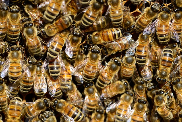 wasps nests are a danger in london