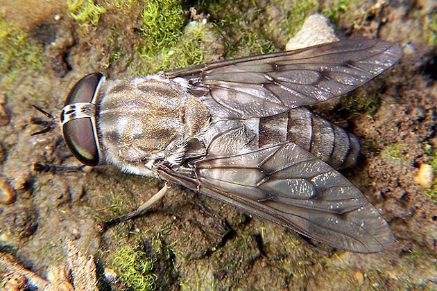 horse fly image