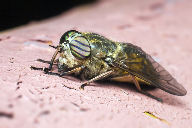 horse fly