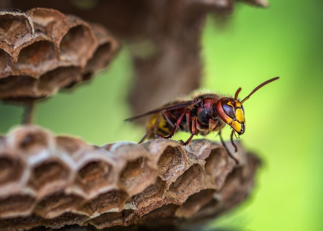 Do Wasps Hibernate Inside Houses?