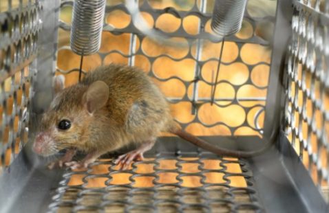 How to catch a mouse without Using a Killing Trap?