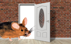 getting rid of mice in the wall