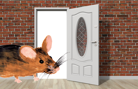 How to Get Rid of Mice in the Walls
