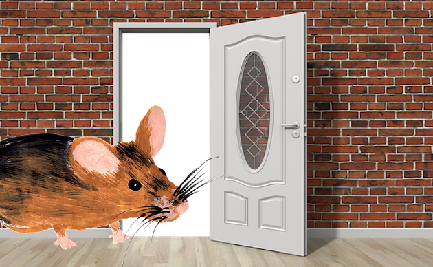 How to Get Rid of Mice in the Walls