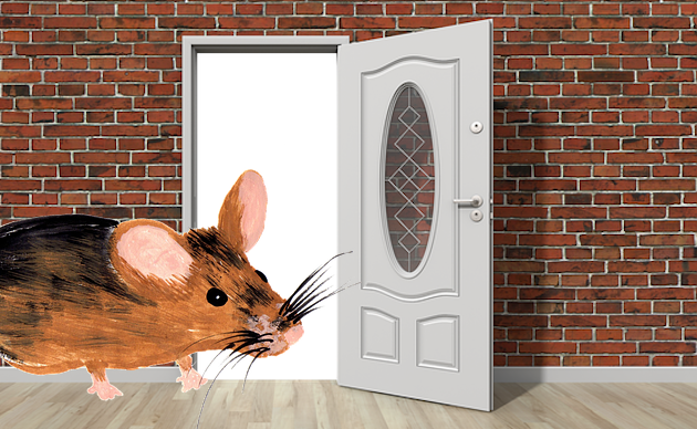 getting rid of mice in the wall