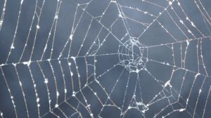 how to spider proof your house