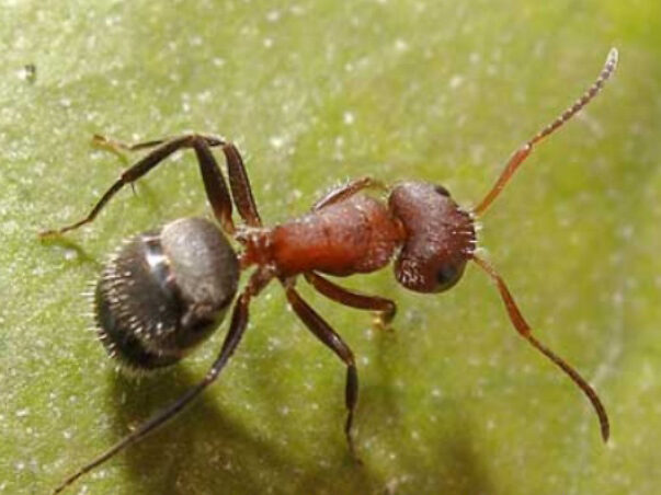 Roger ant pest identification